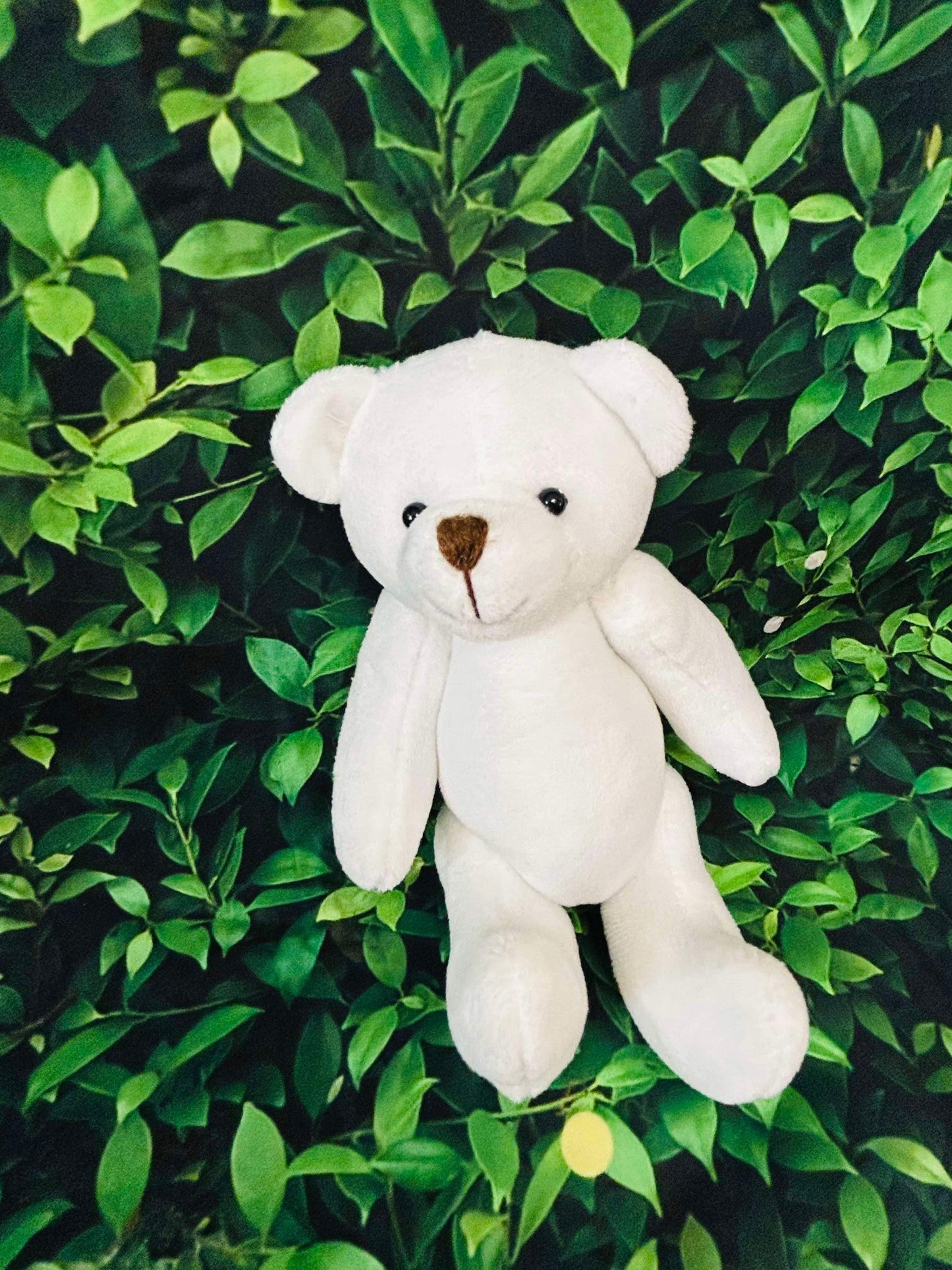 Bears